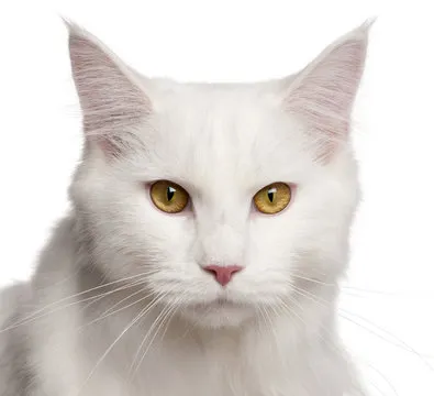 官方平台服务与指引